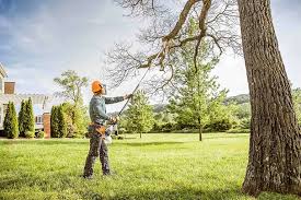 Best Tree Removal  in Longwood, FL