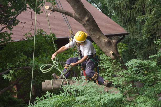 Best Arborist Consultation Services  in Longwood, FL